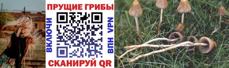 Галлюциногенные грибы Psilocybe  Оха 
